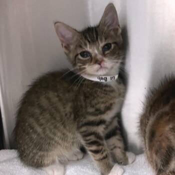 Lil Bub -  Domestic Short Hair Cat for Adoption in Nashville, Tennessee - Lil Bub | PetCurious