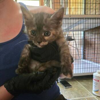 Emily -  Domestic Short Hair Cat for Adoption in Tylertown, Mississippi - Emily | PetCurious