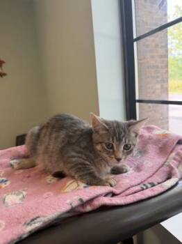 Finch -  Domestic Short Hair Cat for Adoption in Harbor Springs, Michigan - Finch | PetCurious
