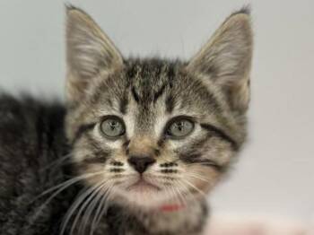 Tigerlily -  Domestic Short Hair Cat for Adoption in Portland, Oregon - Tigerlily | PetCurious