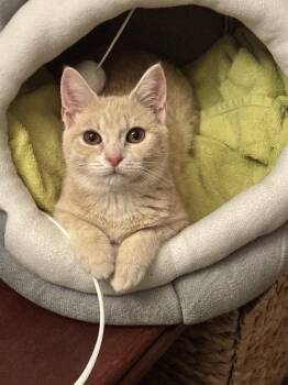 Domestic Short Hair Cats Available for Adoption - Noodles | PetCurious