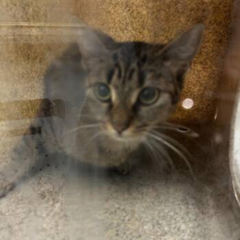 Squirt -  Domestic Short Hair Cat for Adoption in Philadelphia, Pennsylvania - Squirt | PetCurious