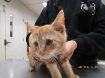(608) -  Domestic Short Hair Cat for Adoption in Marietta, Georgia - (608) | PetCurious