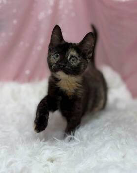Stud Finder -  Domestic Short Hair Cat for Adoption in Clarkesville, Georgia - Stud Finder | PetCurious