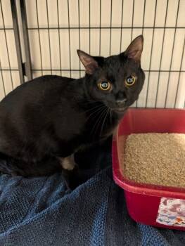 Domestic Short Hair Cats Available for Adoption - Sebastian | PetCurious