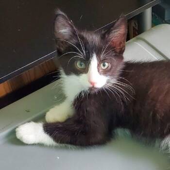 Rescue Domestic Long Hair Cats for Adoption in Lemont, Illinois - Dudley | PetCurious