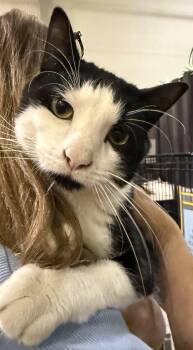 Domestic Short Hair Cats Available for Adoption in Lake Ozark, Missouri - Hugh “Velcro” | PetCurious