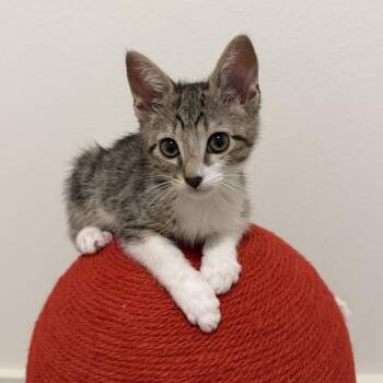 Luigi -  Domestic Short Hair Cat Available for Adoption in Maple Valley, Washington - Luigi | PetCurious