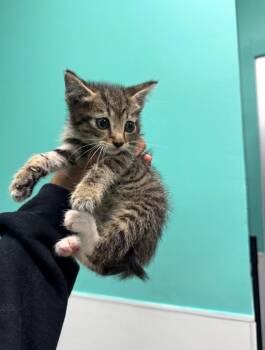 Queen Bean -  Domestic Short Hair Cat Available for Adoption in Belton, Texas - Queen Bean | PetCurious