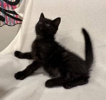 Tortilla Chip -  Domestic Short Hair Cat for Adoption in Cincinnati, Ohio - Tortilla Chip | PetCurious