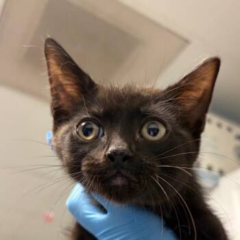 Percival -  Domestic Short Hair Cat for Adoption in Greenville, South Carolina - Percival | PetCurious