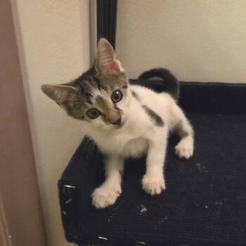 Radium -  Domestic Short Hair Cat for Adoption in Buffalo, New York - Radium | PetCurious