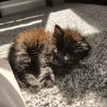 Rescue Domestic Long Hair Cats for Adoption in Columbus, Georgia - Fuzzball | PetCurious