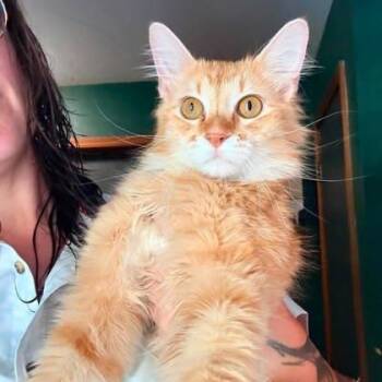 Domestic Long Hair Cats Available for Adoption in Warr Acres, Oklahoma - Mr. Spicy Pickles | PetCurious