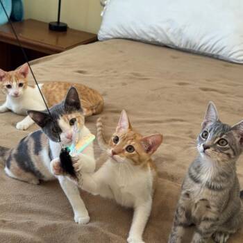 Hannah -  Domestic Short Hair Cat for Adoption in Los Angeles, California - Hannah | PetCurious