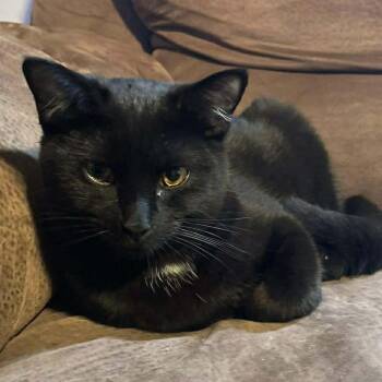 Domestic Short Hair Cats Available for Adoption - Pork Chop | PetCurious