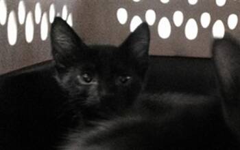 A479067 -  Domestic Short Hair Cat for Adoption in Oklahoma City, Oklahoma - A479067 | PetCurious