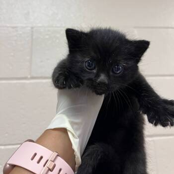 Rescue Domestic Short Hair Cats for Adoption in Reno, Nevada - Buck | PetCurious