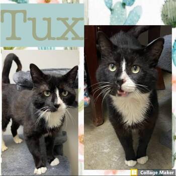 Tux -  Domestic Short Hair Cat for Adoption in Clearfield, Pennsylvania - Tux | PetCurious