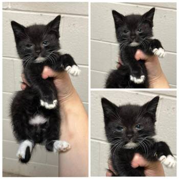 Chico -  Domestic Short Hair Cat for Adoption in Dublin, Virginia - Chico | PetCurious