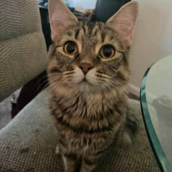 Domestic Medium Hair Cats Available for Adoption in Rocky Mount, Virginia - Kinley | PetCurious