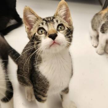 Walker -  Domestic Short Hair Cat for Adoption in Brockton, Massachusetts - Walker | PetCurious