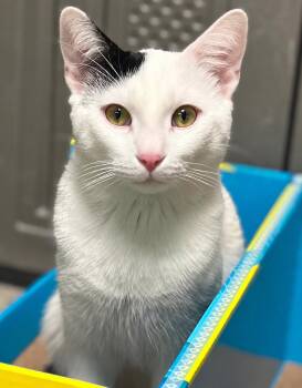 Jaime Tartt -  Domestic Short Hair Cat for Adoption in Fullerton, Pennsylvania - Jaime Tartt | PetCurious