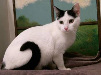 CLEO -  Domestic Short Hair Cat for Adoption in Houston, Texas - CLEO | PetCurious