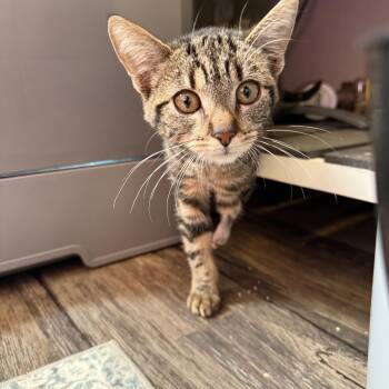 Rescue Tabby Cats for Adoption in Fresno, California - Tipsy | PetCurious