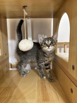 Rescue Domestic Short Hair Cats for Adoption - Nova | PetCurious