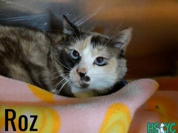 Domestic Short Hair Cats Available for Adoption in Fort Mill, South Carolina - Roz | PetCurious