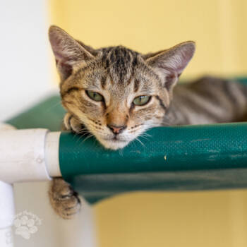 Rescue Domestic Short Hair Cats for Adoption in Honolulu, Hawaii - Sally | PetCurious