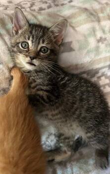 Morgan -  Domestic Short Hair Cat for Adoption in Pottsville, Pennsylvania - Morgan | PetCurious