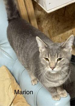 Domestic Short Hair Cats Available for Adoption - Marion | PetCurious