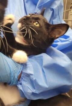 Question Mark -  Domestic Short Hair Cat for Adoption in Hobart, Indiana - Question Mark | PetCurious
