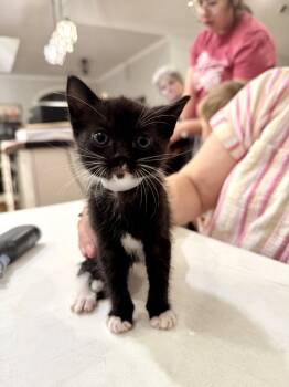 George Lopez (Available for pre-adoption) -  Domestic Short Hair Cat for Adoption in Camden, South Carolina - George Lopez (Available For Pre-adoption) | PetCurious