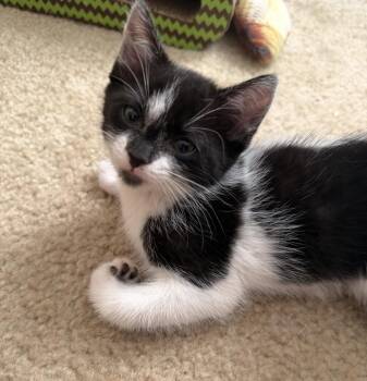 JERSEY -  Domestic Short Hair Cat for Adoption in Spotswood, New Jersey - JERSEY | PetCurious