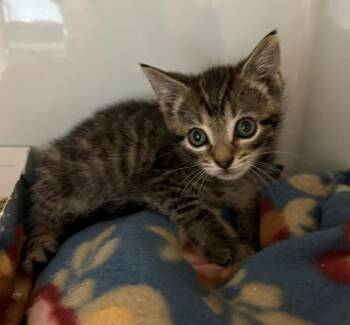 Sushi -  Domestic Short Hair Cat Available for Adoption in Margate, Florida - Sushi | PetCurious