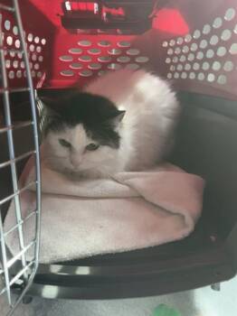 Domestic Medium Hair Cats Available for Adoption in Barnstable, Massachusetts - KACEY | PetCurious