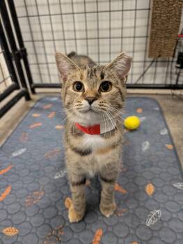 Kitty -  Domestic Short Hair Cat for Adoption in Columbus, Ohio - Kitty | PetCurious