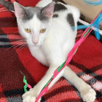 London -  Domestic Short Hair Cat for Adoption in Liverpool, Texas - London | PetCurious