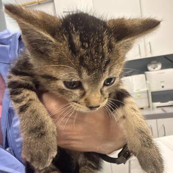 Curly -  Domestic Short Hair Cat for Adoption in Wheeling, Illinois - Curly | PetCurious