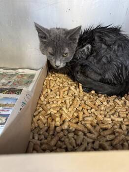 Rescue Domestic Short Hair Cats for Adoption in Stockton, California - ROSIE | PetCurious