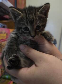 Zaria -  Domestic Short Hair Cat for Adoption in Pine Grove, Pennsylvania - Zaria | PetCurious