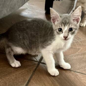 Precious -  Domestic Short Hair Cat Available for Adoption in NEW PT RICHEY, Florida - Precious | PetCurious