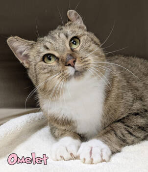 Rescue Domestic Short Hair Cats for Adoption in Mason, Michigan - Omelet | PetCurious