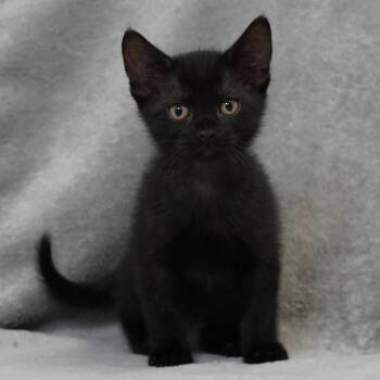 Sarotti (Blue) -  Domestic Short Hair Cat for Adoption in Sunnyvale, California - Sarotti (Blue) | PetCurious
