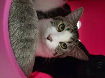 Domestic Short Hair Cats Available for Adoption - Pumbaa - Gentle Handsome Boy | PetCurious