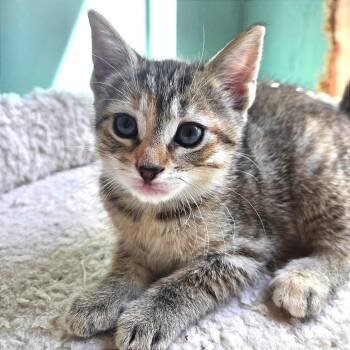 Domestic Short Hair Cats Available for Adoption in Fredericksburg, Virginia - Becca Boo | PetCurious