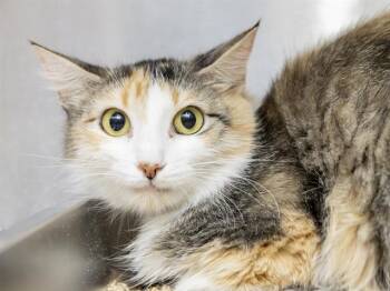 Domestic Short Hair Cats Available for Adoption in Phoenix, Arizona - MOMMA | PetCurious